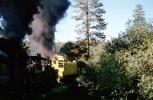 Shay Locomotives, Feather River Railway, Oroville, trees, forest, woodland, 1963, 1960s, VRPV05P03_15