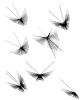 Flight of the Mathematical Butterflies, WFNV01P02_07