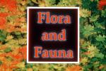 Flora and Fauna Title, WGTV02P05_09