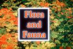 Flora and Fauna Title, WGTV02P05_11