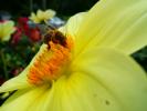 Honey Bee, OEBD01_008