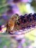 Honey Bee, OEBD01_016