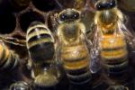Honey Bees, Honeycomb, OEBD01_026