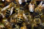 Honey Bees, OEBD01_030