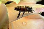 Honey Bee, OEBV01P12_14B