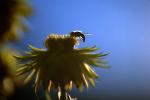 Bee on a Yellow Flower and a Blue Sky, Petals, OEBV01P13_16