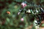 Honey Bee, OEBV02P01_17