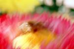 Bee, OEBV02P06_09