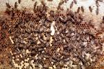 Bee Keeping, Honey Bee, OEBV02P08_04