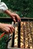 bee keeping, Honey Bees, Canada, OEBV02P09_05