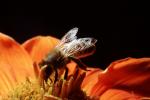 Honey Bee, OEBV02P09_19